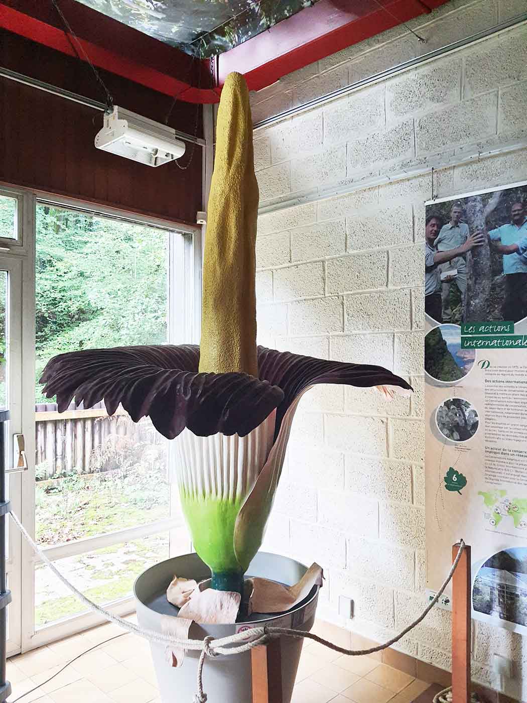 Les étudiants de l'UBO et de l'EESAB visitent les serres du Conservatoire botanique national de Brest, en vue de la venue de Gilles Clément. 17 octobre 2024.